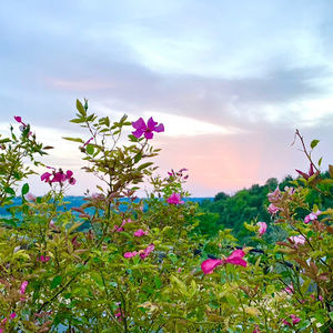 Meet your Posher, Penelope